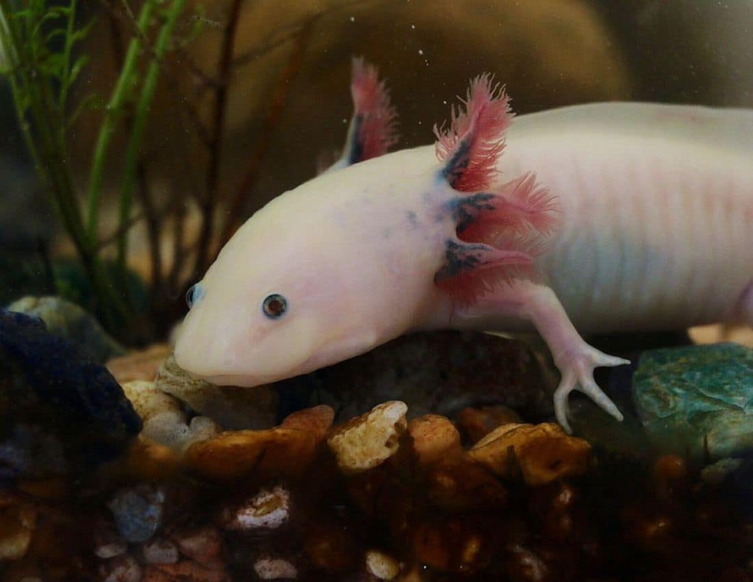 An axolotl