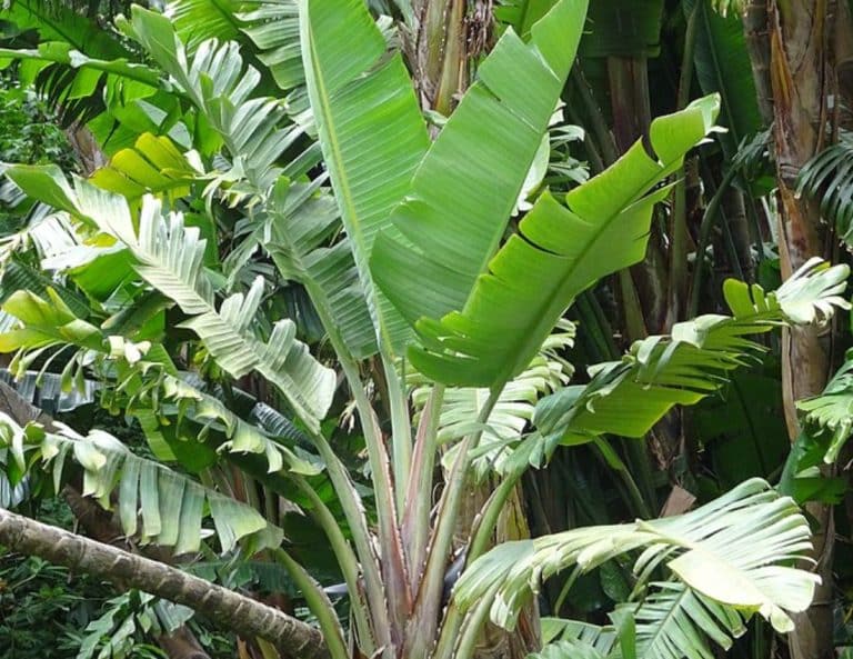 White Paradise plant