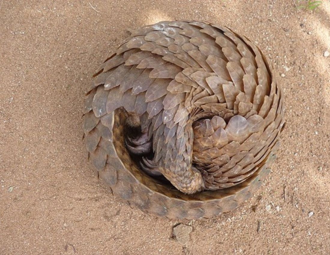 Pangolin