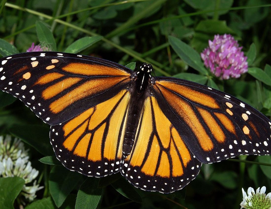 Monarch Butterfly