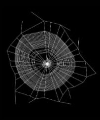 spider