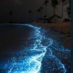 Bioluminescent Beach