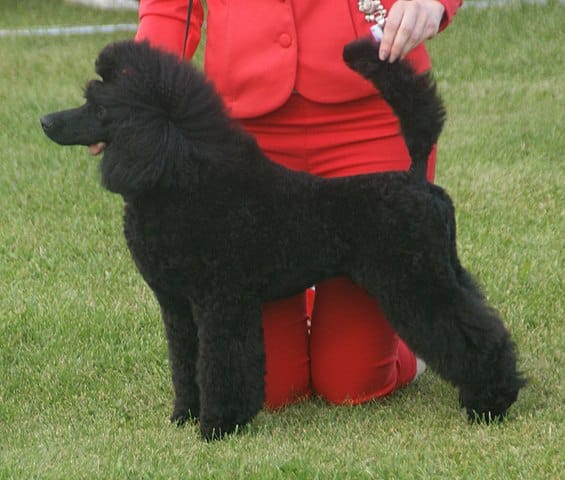 Poodle
