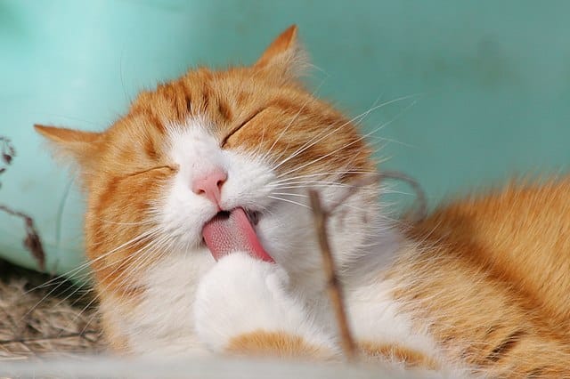 shows a cat grooming itself