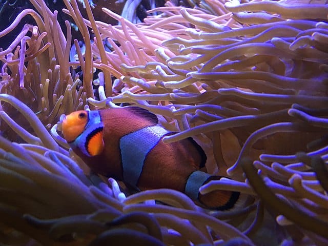Clownfish living in an anemone
