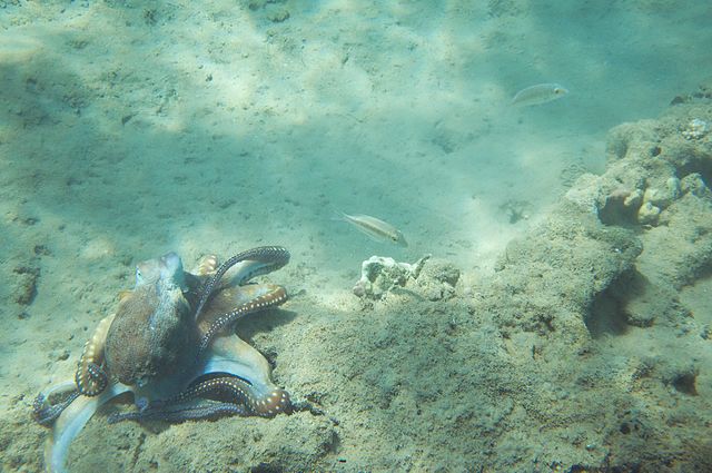Octopus Camouflaging
