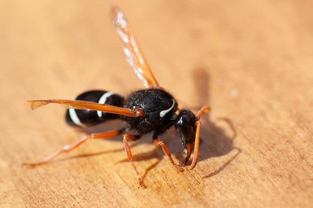 Wasp_close_up