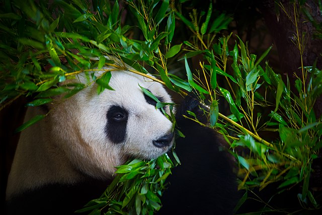 Xing_Ya,_a_captive_giant_panda_(Ailuropoda_melanoleuca)_held_at_Ouwehands_Zoo