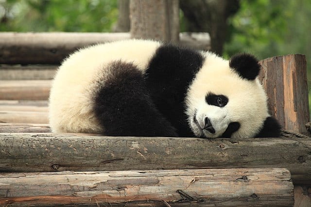 A_picture_of_a_Panda