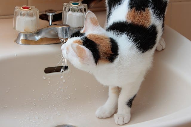Cat drinking water