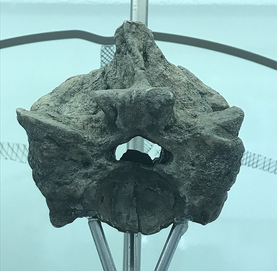 Fossilized Titanoboa Vertebrae