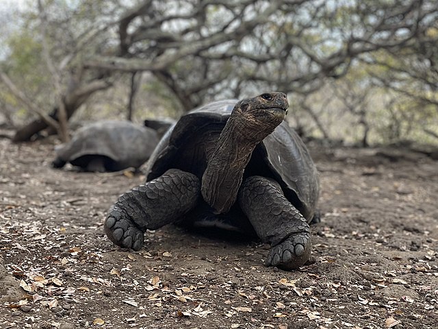 Galapagos_Giant_Tortoise;_Galapagos-Riesenschildkröte_bzw._San-Cristóbal-Riesenschildkröte_(2023)