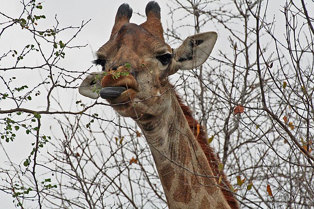 giraffe reaching up to eat leaves from a tree