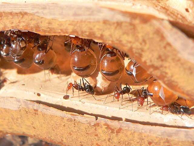 A honeypot ant colony in the wild