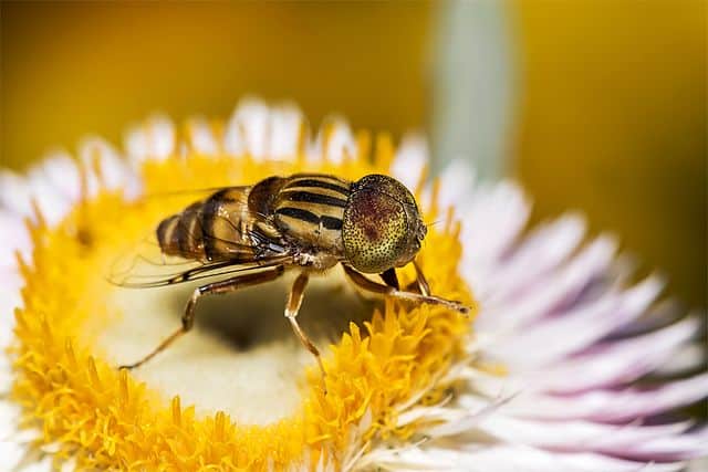 3. A Honey Bee Collecting Nectar