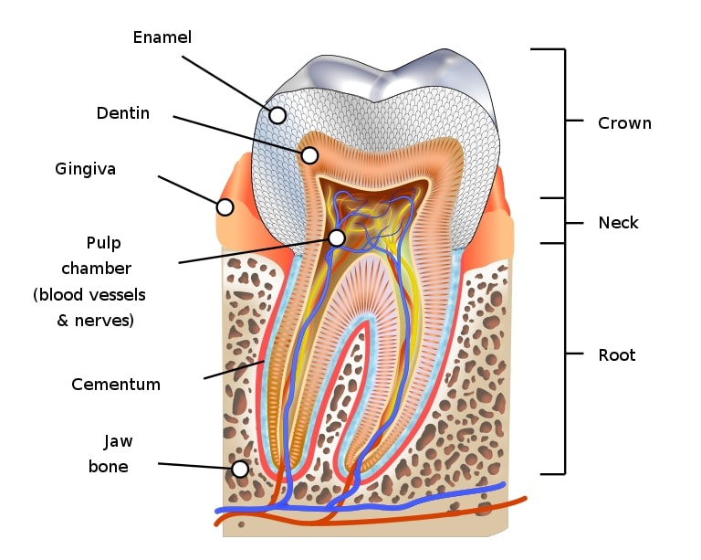 Human_tooth_diagram-en.svg