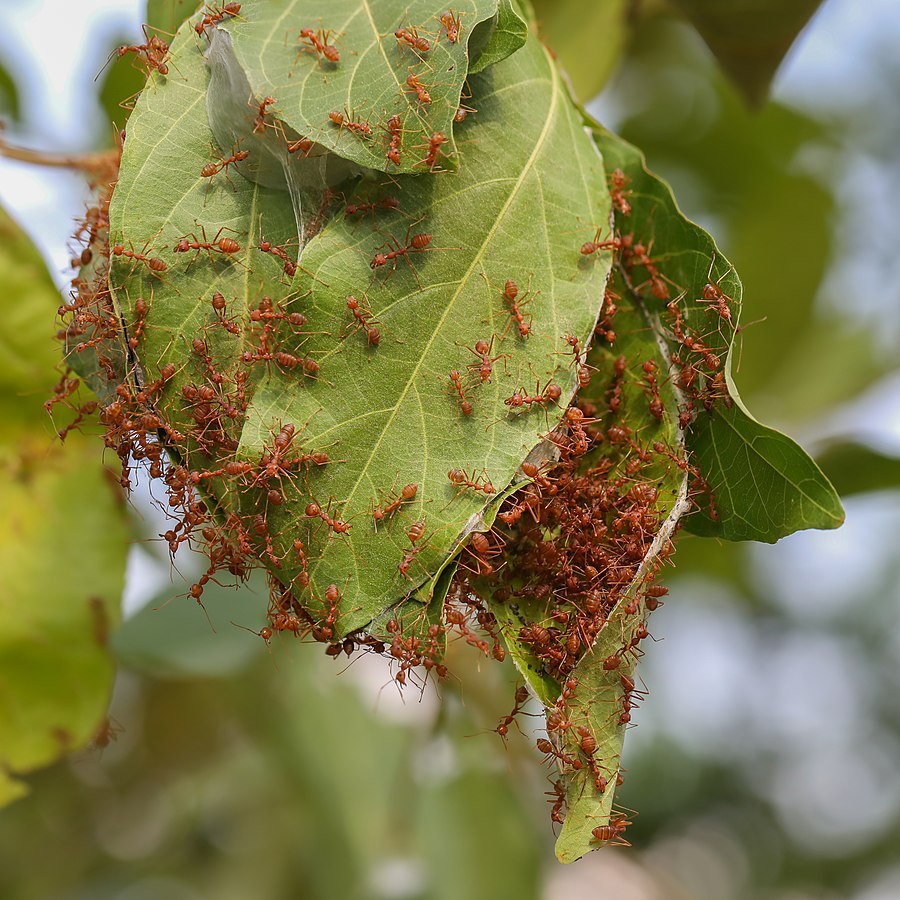 Ants are one of the most efficient and hard-working animals in the entire animal kingdom.