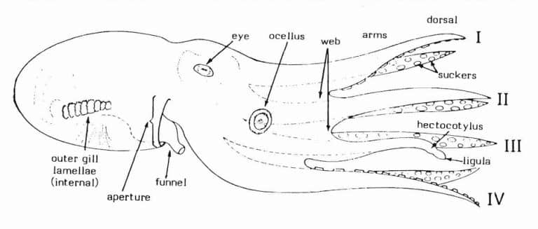 Do Octopuses Have Bones? - Smore Science