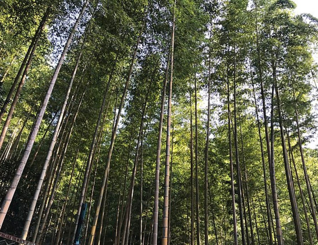 A bamboo forest