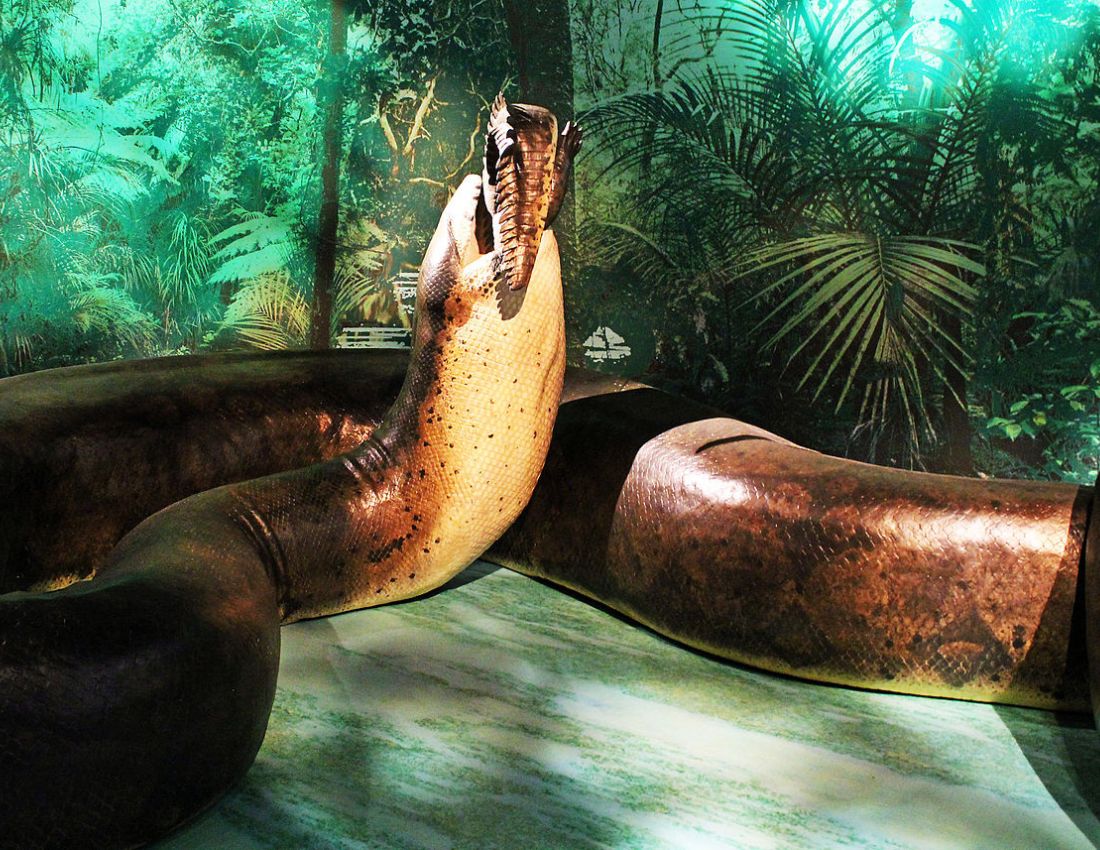 Titanboa