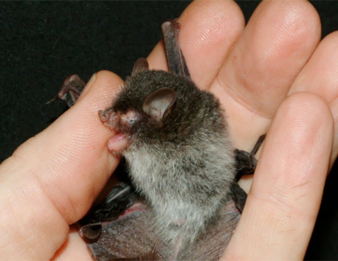 1. Bumblebee Bat