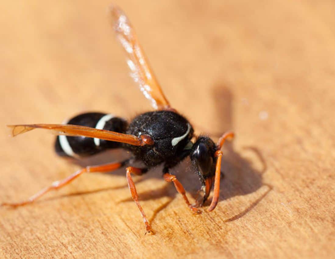 A Close-Up of a Wasp