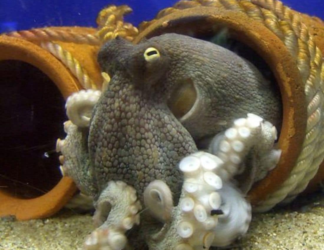 Octopus Vulgaris