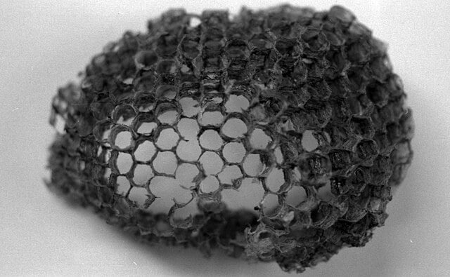 A Wasp Nest