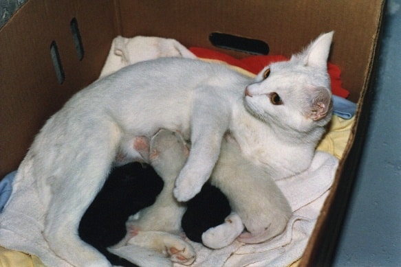 Kitten feeding