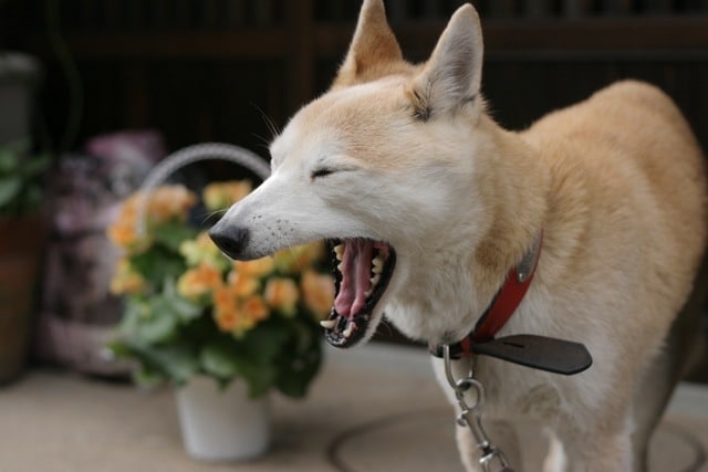 Yawning Dog