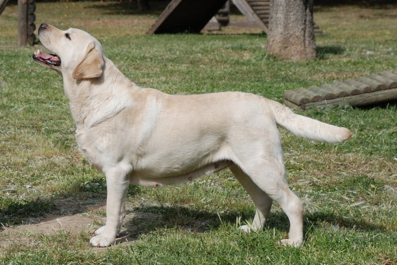 Science Lab Retriever Top 10 Smart Dogs: Breeds That Bark Intelligence - Smore Science