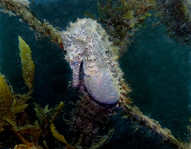 A pregnant male seahorse