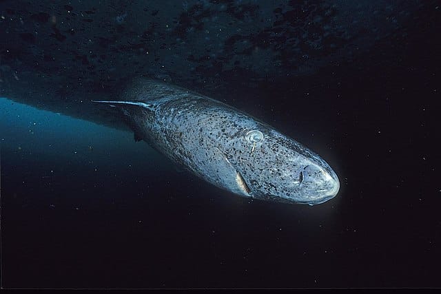 Greenland sharks