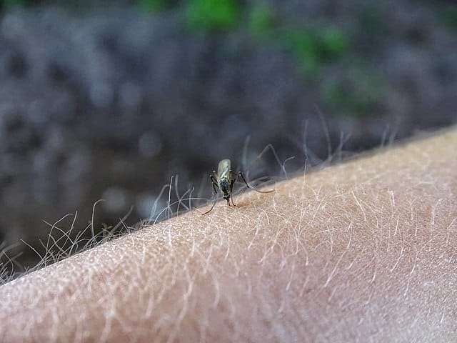 Mosquito bite