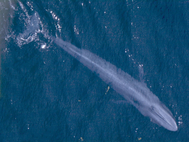 Blue_Whale