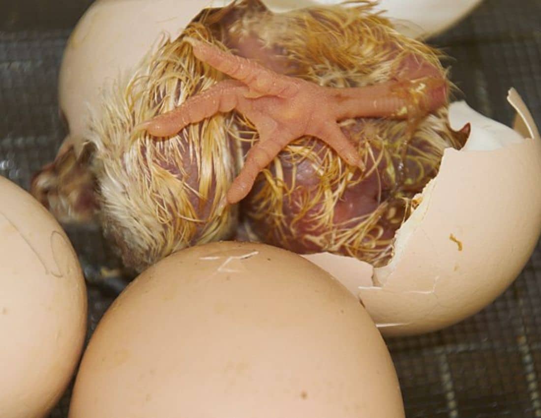 Hatching Chick