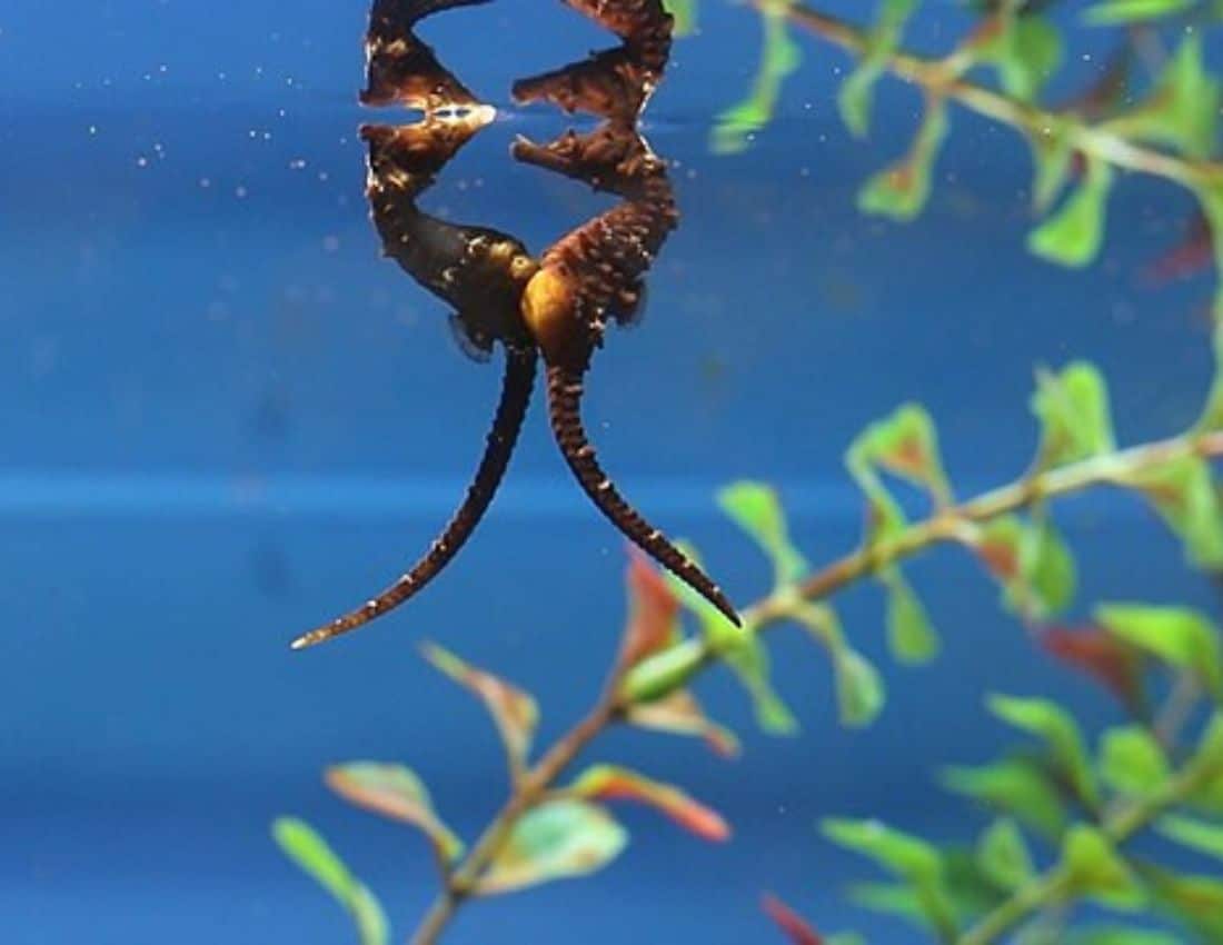 A female deposits her eggs in the brood pouch of a male seahorse