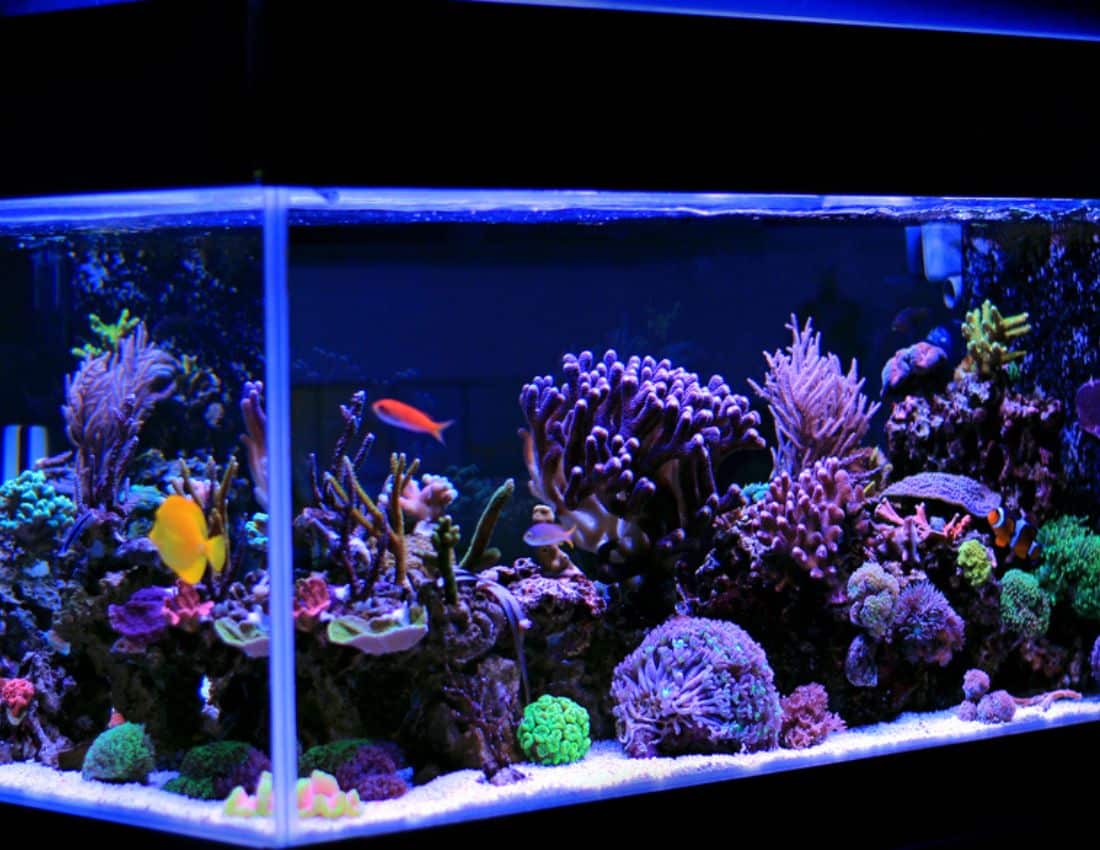 Coral reef aquarium tank