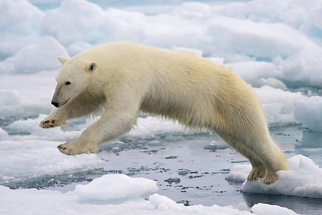 Polar_Bear