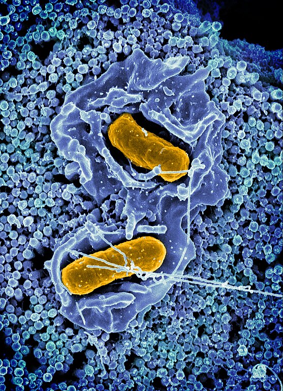 Salmonella
