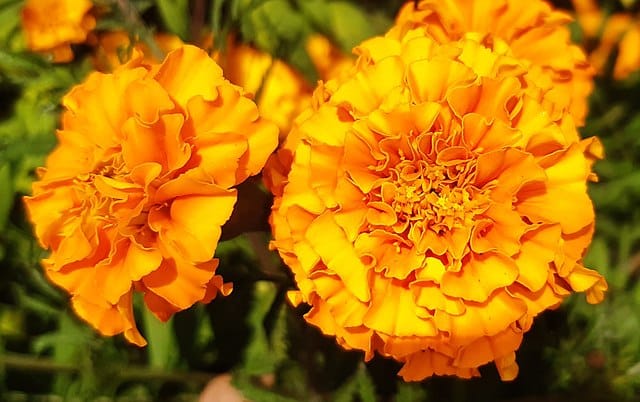 Annual Plant (Marigold)