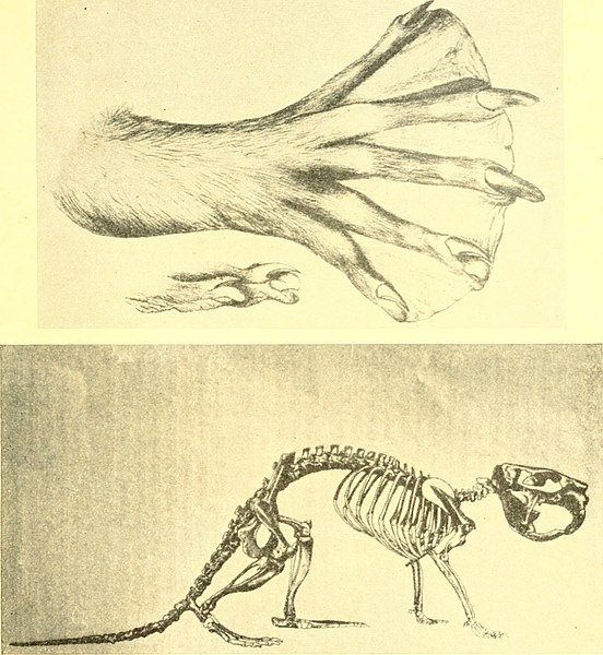 beaver anatomy