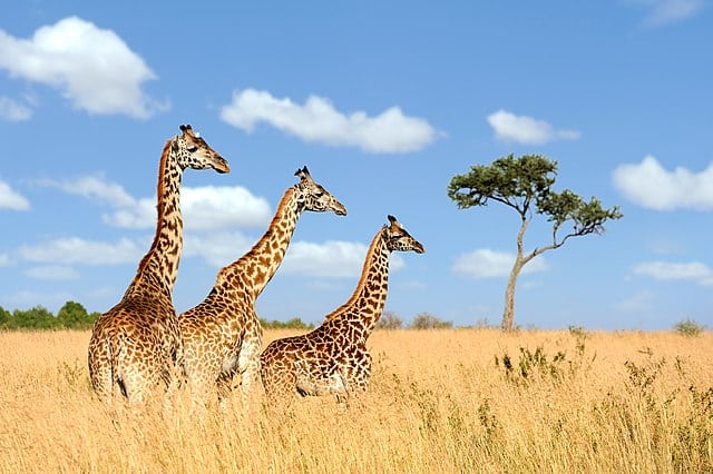 Group giraffe in National park of Kenya, Africa