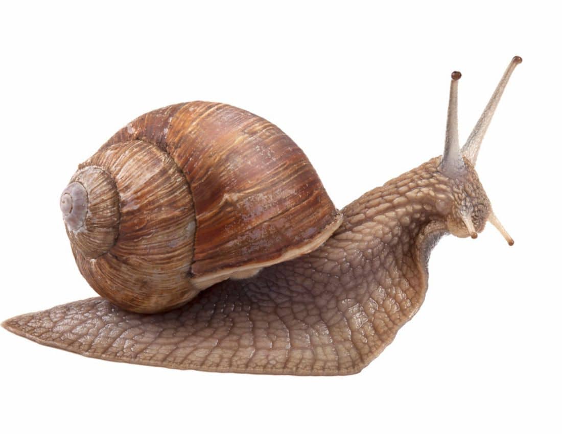 snail