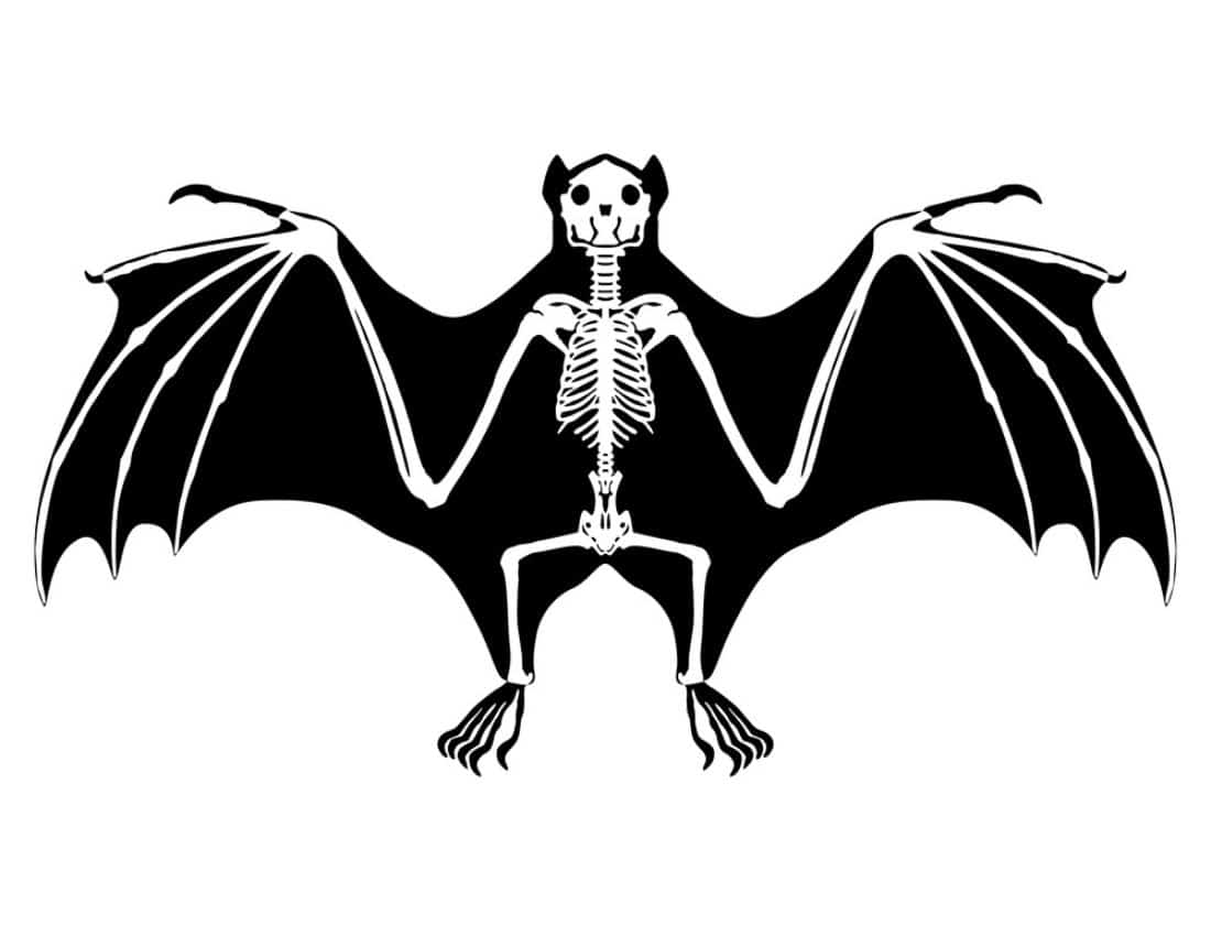 bat skeleton