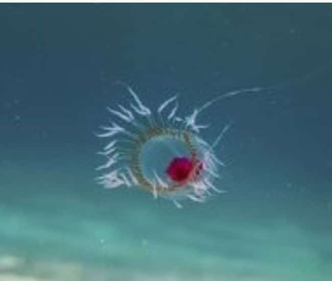 immortal jellyfish