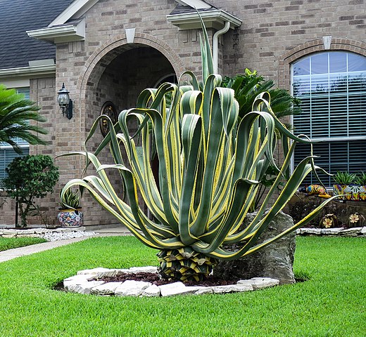 Agave Plant