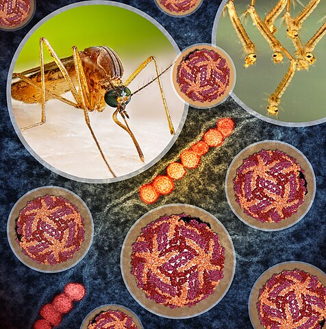 West_Nile_Virus