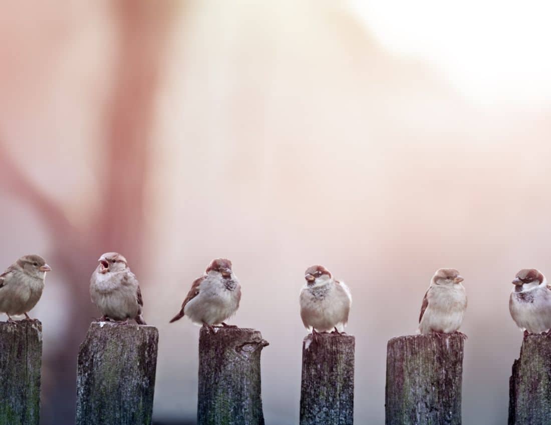 Sparrows