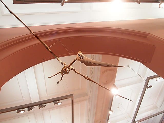 Pterodactyls